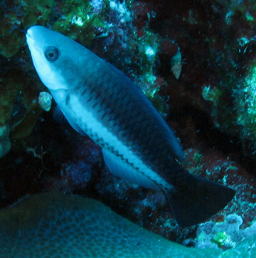 Queen Parrotfish (Scarus vetula)