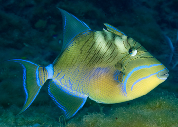 Queen Triggerfish (Balistes vetula)