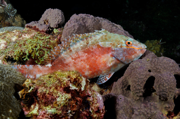 Redband Parrotfish terminal phase at night (Sparisoma aurofrenatum)