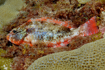 Redband Parrotfish initial phase at night (Sparisoma aurofrenatum)