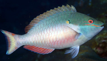 Redband Parrotfish (Sparisoma aurofrenatum)