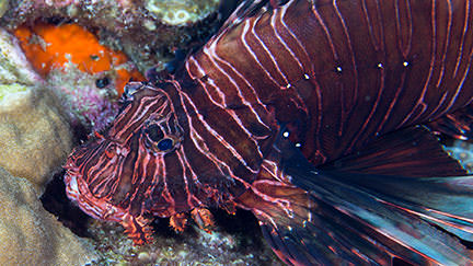Red Lionfish (Pterois volitans/miles)