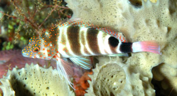 redspotted hawkfish