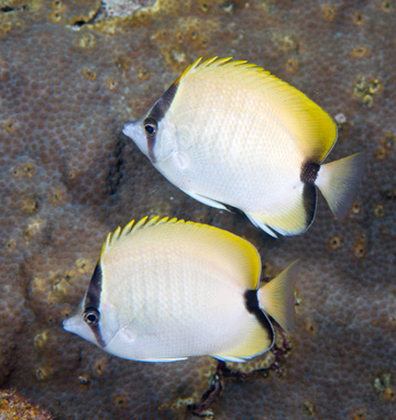 Reef Butterflyfish (Chaetodon sedentarius)