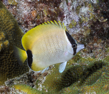 reef butterflyfish