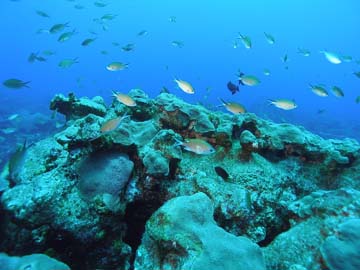 School of brown chromis swimming just above a coral reef.