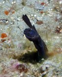 Sailfin Blenny (Emblemaria pandionis)