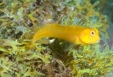 Yellow variation of Seaweed Blenny