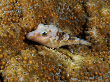 Sharpnose Pufferfish at night (Canthigaster rostrata)