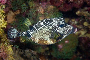 Smooth Trunkfish (Lactophrys triqueter)