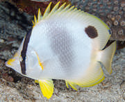 spotfin butterflyfish