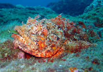 spotted scorpionfish with tail of a rockhind stickingout of its mouth (Scorpaena plumieri)