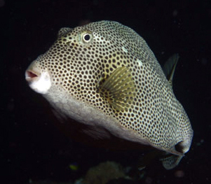 Spotted Trunkfish (Lactophrys bicaudalis)