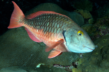 Stoplight Parrotfish initial phase (Sparisoma viride)