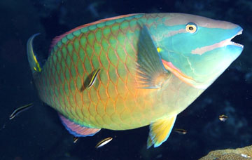 stoplight parrotfish terminal phase