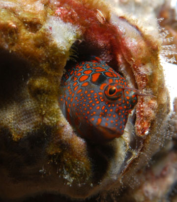 tessellated blenny