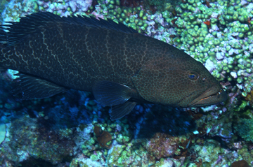 tiger grouper in dark colors