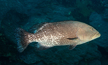 Tiger Grouper with not stripes showing