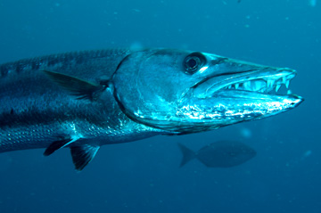 Headshot of Great Barracuda with an open mouth full of teeth
