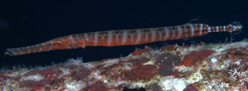 Trumpetfish (Aulostomus maculatus)