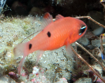 Two-spot Cardinalfish (Apogon pseudomaculatus)