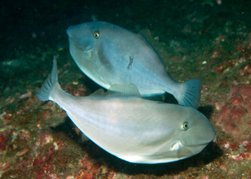 Unicorn Filefish (Aluterus monoceros)