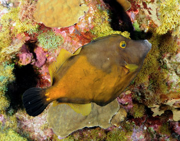 whitespotted filefish (Cantherines macrocerus)