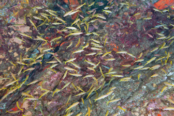 School of Yellow Goatfish (Mulloidichthys martinicus)