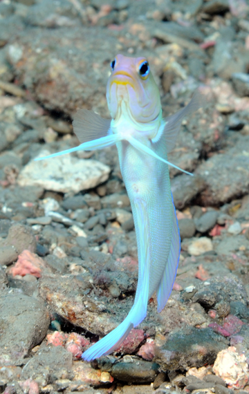 yellowhead jawfish