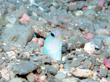 yellowhead jawfish in burrow