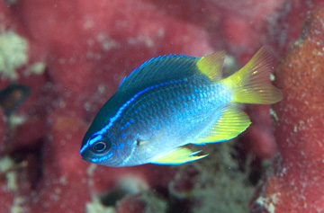 Yellowtail Reeffish (Chromis enchrysura)
