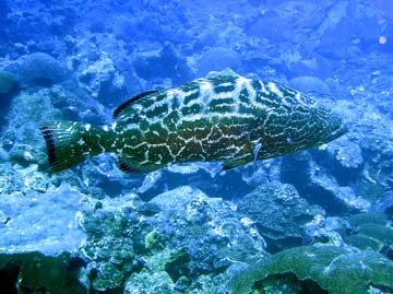 Large yellowmouth grouper swimming above a coral reef.