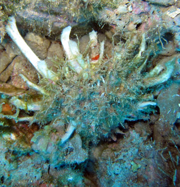 Atlantic spiny oyster (Spondylus americanus)