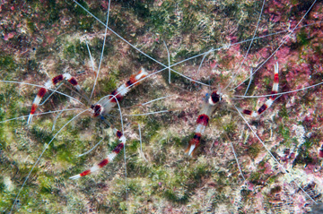 banded coral shrimp ((Stenopus hispidus)