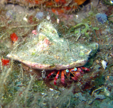 bareye hermit crab (Dardanus fucosus)