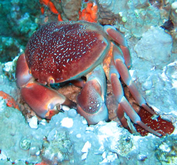 batwing coral crab (Carpilius corallinus)
