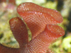 A section of a branching red bryozoan