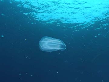 Comb jelly drifting in the water.