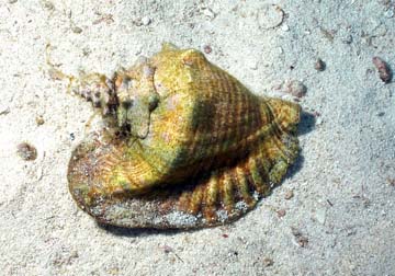 Queen conch in middle of sandy area.  Shell is about 1 foot long.