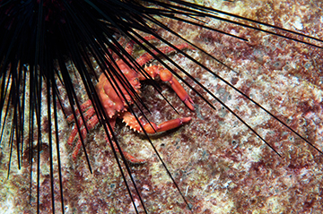 Coral Clinging Crab (Mithrax hispidus)