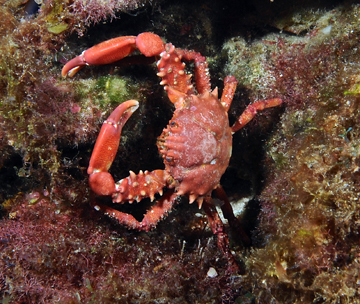 Coral Clingin Crab (Mithrax hispidus)