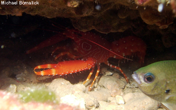 Flaming reef lobster (enoplometopus antellensis)