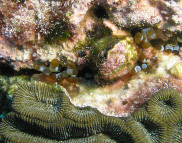 Hidden anemone (Lebrunia coralligens)