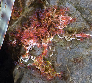 Marine worms with red gills protruding from white tubes