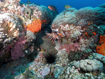 Spiny lobsters and long-spine urchins hiding in nooks between coral heads on the reef.