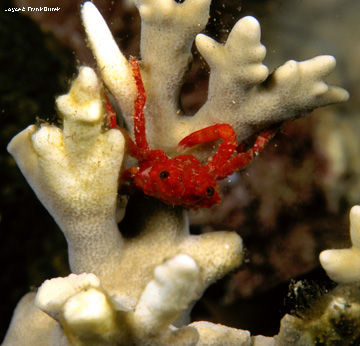 Coral clinging crab (Mithrax hispidus)