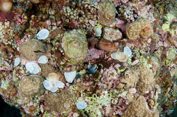 Section of reef scattered with empty clam shells and one cowry shell