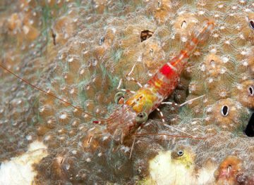 Red Coral Shrimp (Cinetorhynchus rigensi)