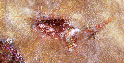 Red Coral Shrimp (Cinetorhynchus rigens)