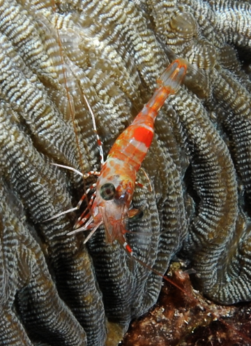 RedCoral Shrimp (Cinetorhynchus rigens)